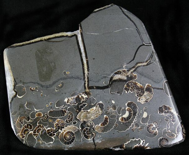 Polished Ammonite Fossils - Marston Magna Marble #22074